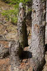 fir trunk broken by storm