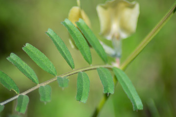 Small white wild flower in the garden, pale yellow blossom, green leaves, nature outdoors