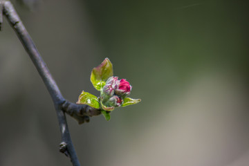 Tree's branch starting to bloom, small pink plant buds in early spring season, seasonal flora, small green leaves