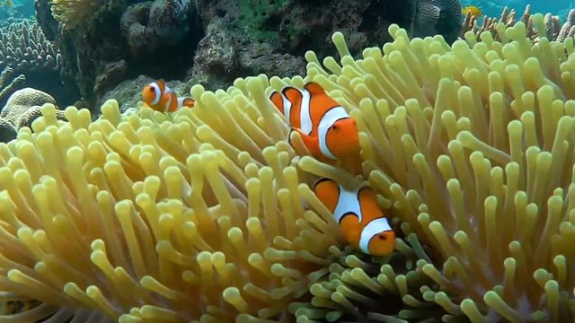 clown fish on coral