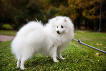 White Japanese Pomeranian walks in the Park on the grass