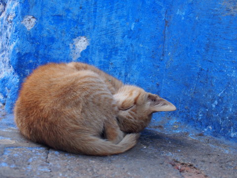 Cat resting in the old town surrounded by blue exterior walls, Chaouen (Chefchaouen), Morocc