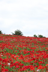 ポピーの花風景