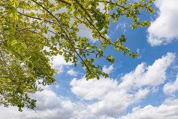 瑞々しい新緑の木と空