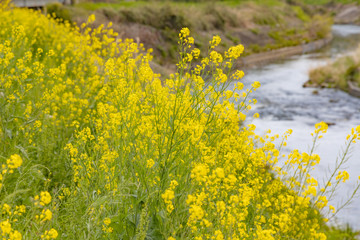 河原に咲く菜の花