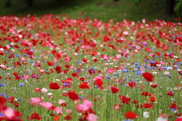 ポピーの花風景