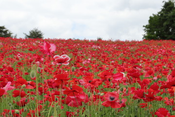 ポピーの花風景