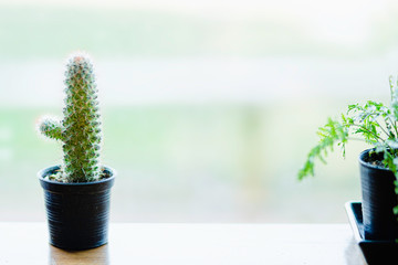 .A small cactus placed on a wooden table beside a bright window.