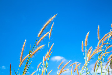 flower grass On the brightest day