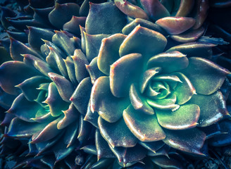 Natural background Cactus succulent plant. Sempervivum close-up pattern. Commonly known as Houseleek. The flowering plants in the Crassulaceae family.