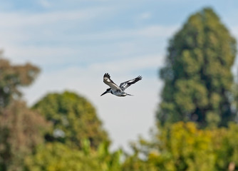 Fototapeta na wymiar Pied kingfisher hovering in rural countryside landscape