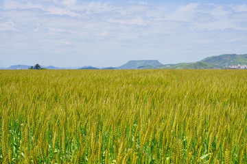 小麦畑(香川県、遠方に屋島)