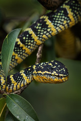 Wagler's pit viper - Tropidolaemus wagleri, beautiful colored viper from Southeast Asian forests and woodlands, Malaysia.