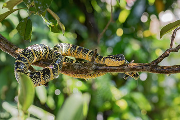 Wagler's pit viper - Tropidolaemus wagleri, beautiful colored viper from Southeast Asian forests and woodlands, Malaysia.