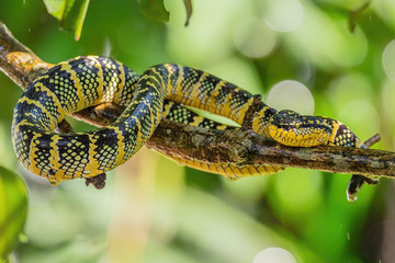 Wagler's pit viper - Tropidolaemus wagleri, beautiful colored viper from Southeast Asian forests and woodlands, Malaysia.