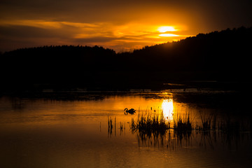 Naklejka premium Swans on Evening Lake on Sunset in Ukraine