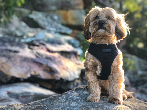 Cute dog on rock in Australian bush at sunset 