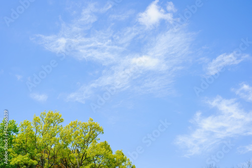 新緑 青空の背景 Wall Mural Wallpaper Murals Wallsheaven Kozo 新緑 青空の背景 Wall Mural Wallpaper Murals Wallsheaven Kozo