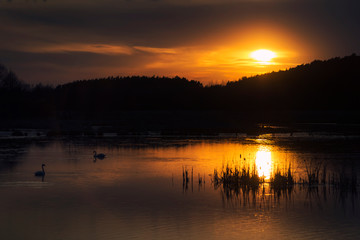 Swans on Evening Lake on Sunset in Ukraine