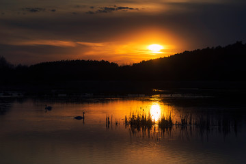 Swans on Evening Lake on Sunset in Ukraine