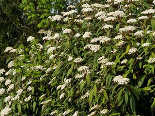 Fototapeta premium Viburnum rhytidophyllum - Leatherleaf viburnum, ornamental shrub with long, veined and textured dark green leaves and many clusters of creamy-white flowers in spring 