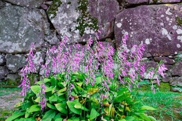 金沢城、大手門跡（尾坂門）の石垣と花