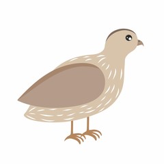Children's cartoon illustration with the image of a quail. Bird on a white background, drawing for children. Design of children's books, clothing, postcards, logos, alphabet with animals