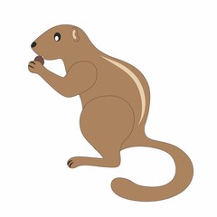 Illustration of a rat on a white background. Children's cartoon illustration with the image of the ground squirrel xerus. Design of children's books, clothing, and postcards