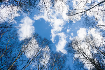 Tall trees against a blue sky. The tops of tall trees in a forest Park against the blue sky. Beautiful vertical image of a forest against the sky.
