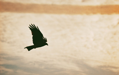 Eagle with orange backround