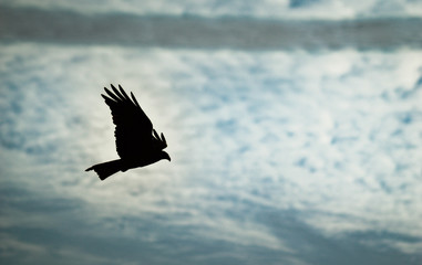 Fototapeta premium Eagle with blue sky 