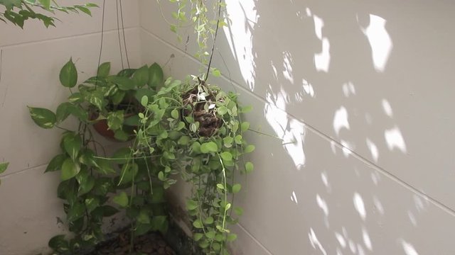 green plant - epipremnum aureum - in the garden with shadow on wall