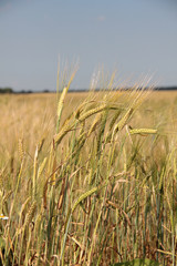 Large field of fresh wheat in countryside