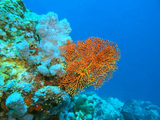 Naklejka na ściany i meble The amazing and mysterious underwater world of Indonesia, North Sulawesi, Manado, gorgonian coral