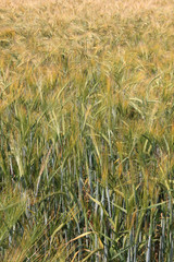 Large field of fresh wheat in countryside