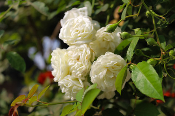 Bhilai, India, January 2020: White flowers in my garden on a winter morning in Bhilai, India on a day in January 2020