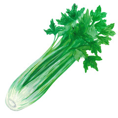 Fresh green celery on a white background. Hand drawing. 