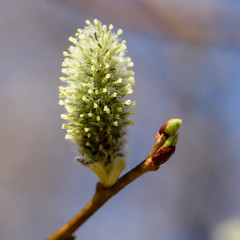 flowering willow buds on a branch close up in early spring