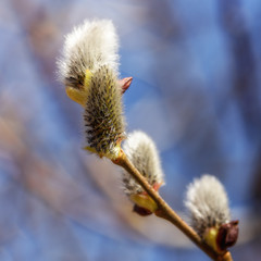 flowering willow buds on a branch close up in early spring