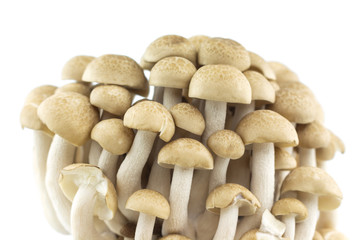 group mushroom on white background.