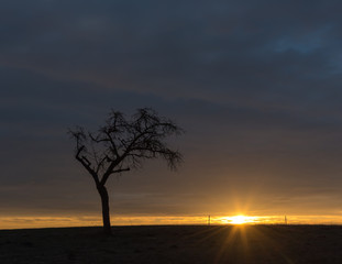 Fototapeta premium A bare tree with sunrise under a cloudy sky