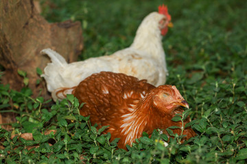 The Baby Rhode Island red cock is rest in garden at thailand