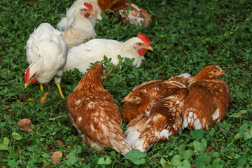 The Group Baby Rhode Island red cock is rest in garden at thailand