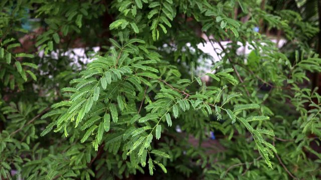 4K time lapse Tamarindus indica leaves on a tree blowing in the wind