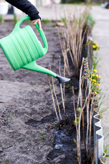Girl watering water with green leek trimmed bushes in the garden. spring. care of the nature. greens blossom. Garden and garden work. street