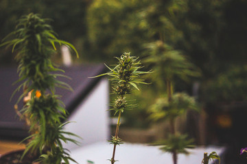 Backyard homegrown marijuana in the South Island of New Zealand coming into late Autumn. There is a...