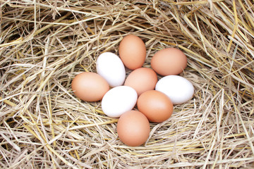 Naklejka na ściany i meble image of organic chicken egg in straw nest