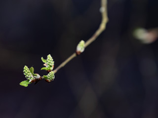 Gentle green willow tree catkins sticking up