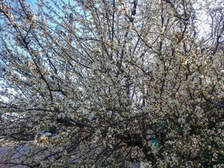 In spring, beautiful apricot branches bloomed.