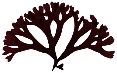 This is a red algae in the sea.